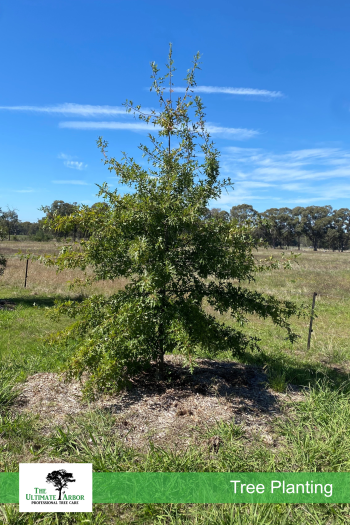 TUA-Services-Planting-Web-03