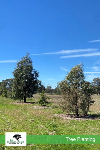 TUA-Services-Planting-Web-04