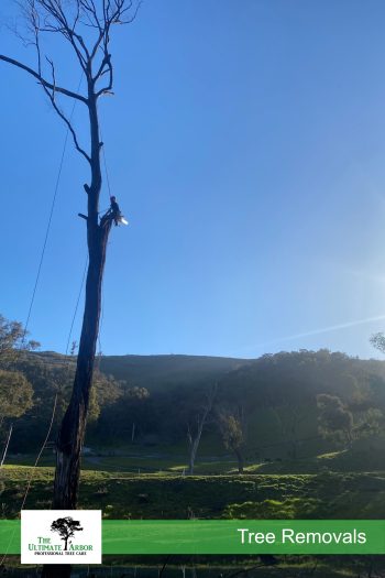 TUA-Services-Removal-Web-01