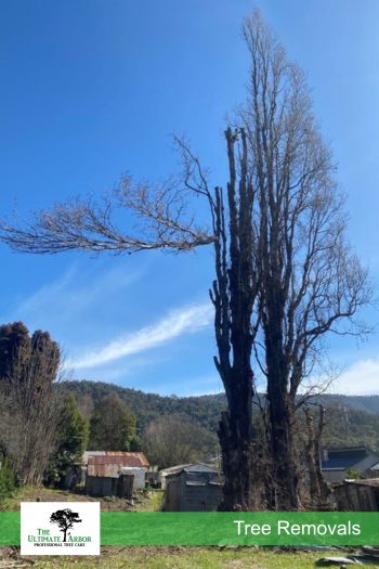 TUA-Services-Removal-Web-02