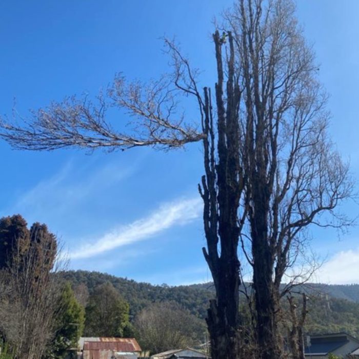 TUA-Services-Removal-Web-02